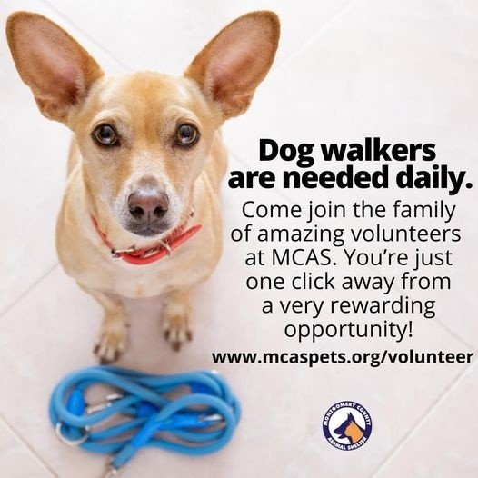 Dog Walkers Needed Daily